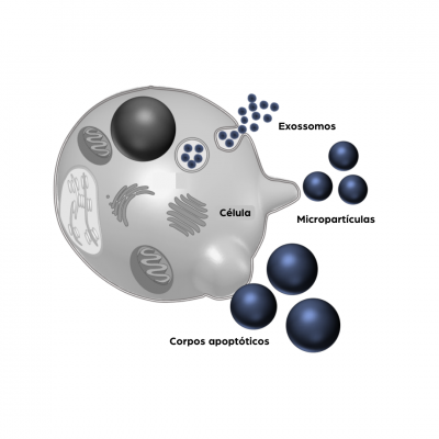 TERAPIA REGENERATIVA COM EXOSSOMOS